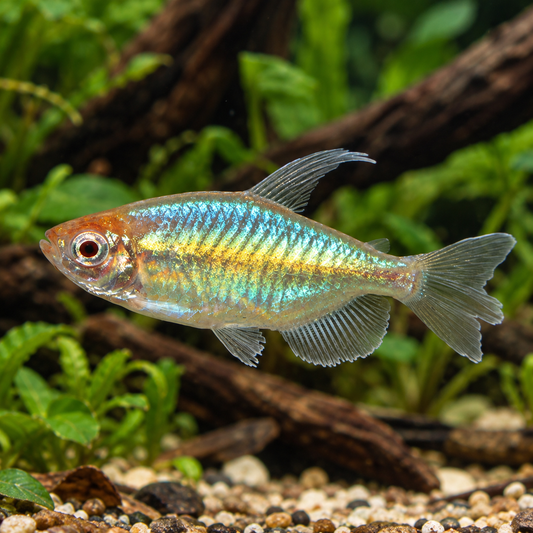 Phenacogrammus interruptus albino talla md