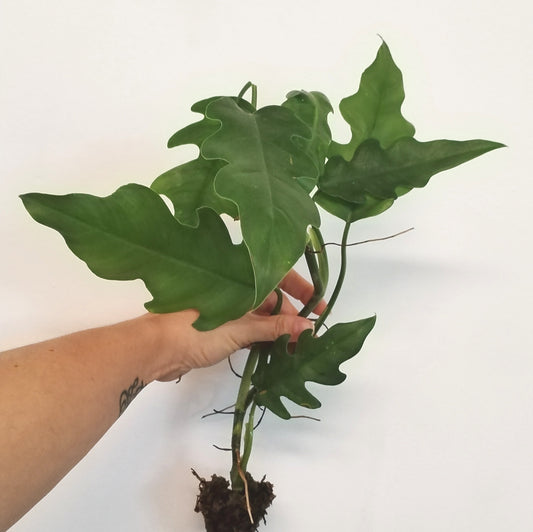 Philodendron elegans | Terrarium