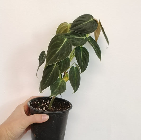 Philodendron melanochrysum | Terrarium