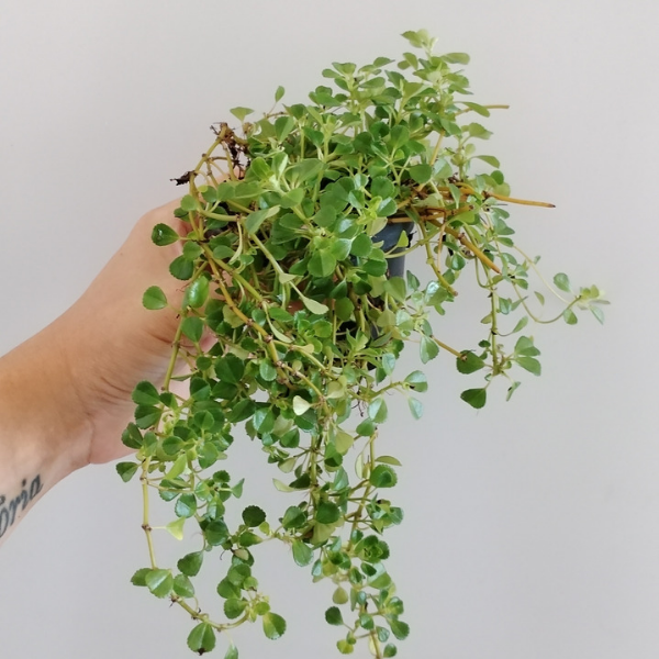 Pilea depressa | terrarium – FiremouthAquaristic