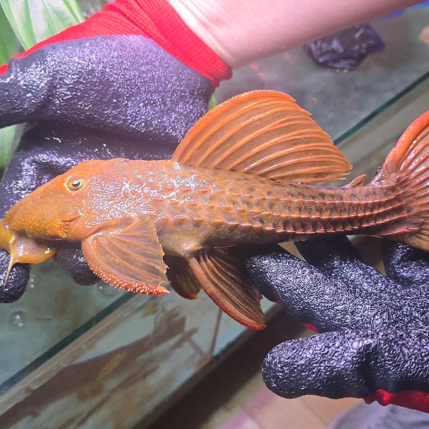 Pseudacanthicus pitanga L 24 reds 20 - 25 cm