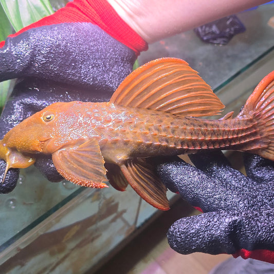 Pseudacanthicus pitanga L 24 reds 20 - 25 cm