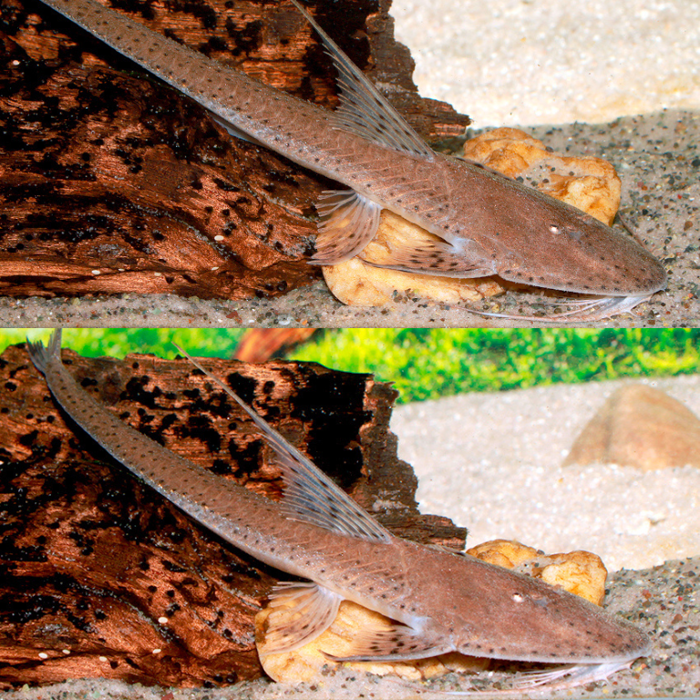 Planiloricaria cryptodon 12-15cm | peces agua dulce