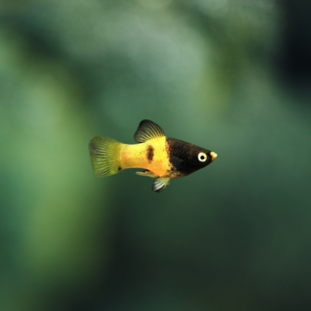 Platy coral abeja