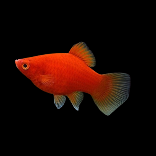 Platy rojo coral XIPHOPHORUS MACULATUS | peces agua dulce