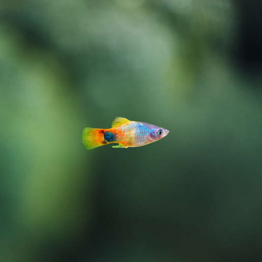 Platy Tricolor Mariposa 3-3,5