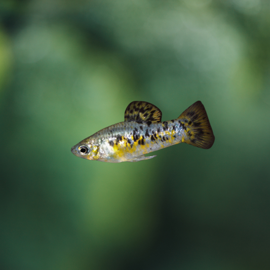 Poecilia Ornata | pareja