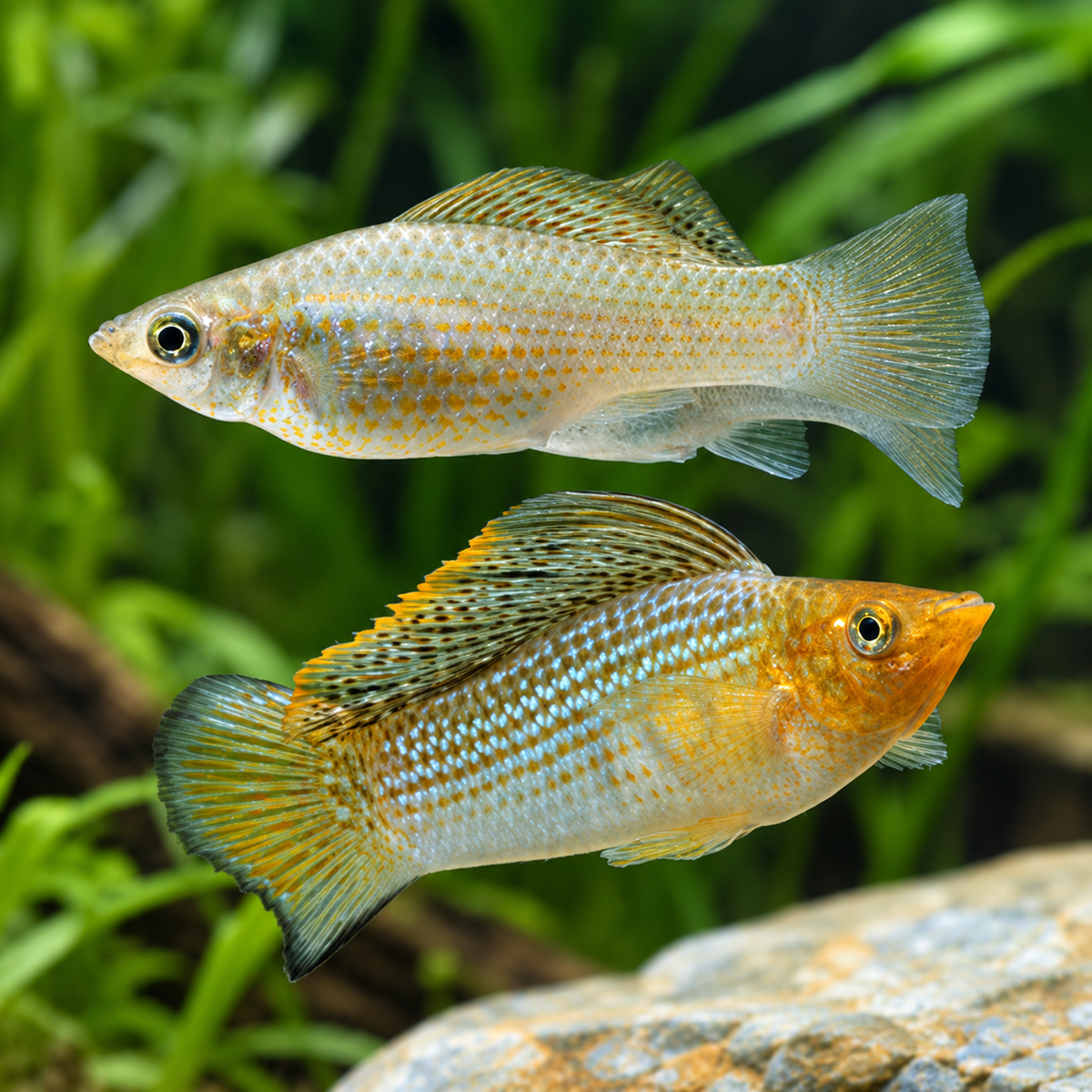 Poecilia Velifera Green pareja talla 6-7cm