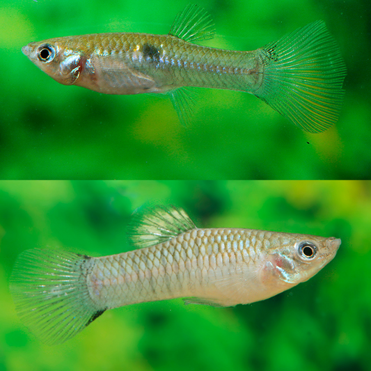 Poecilia Vivipara | peces agua dulce