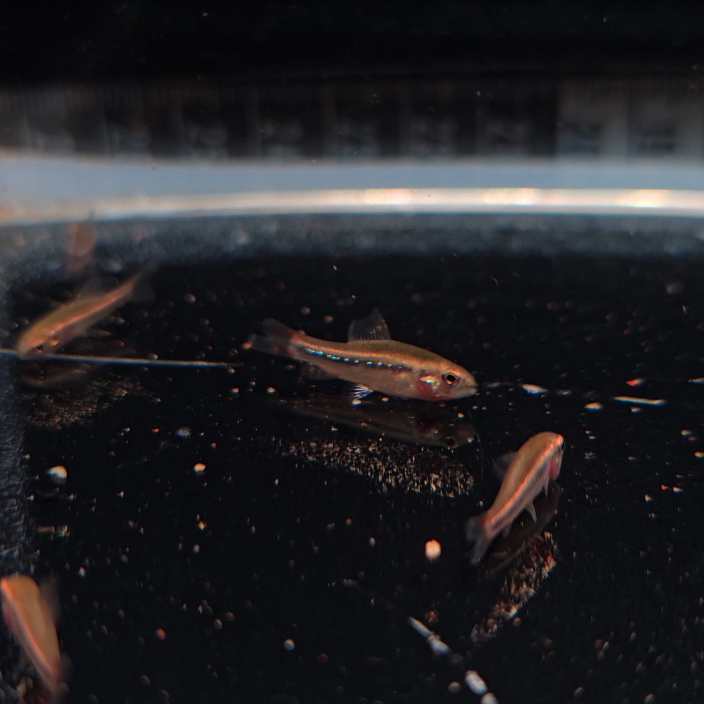 Poecilocharax weitzmanni talla md-lg