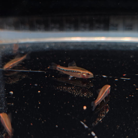 Poecilocharax weitzmanni talla md-lg