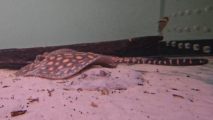 Potamotrygon motoro bred 12/15cm - PAREJA