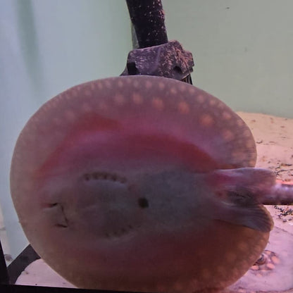 Potamotrygon motoro bred 12/15cm - PAREJA