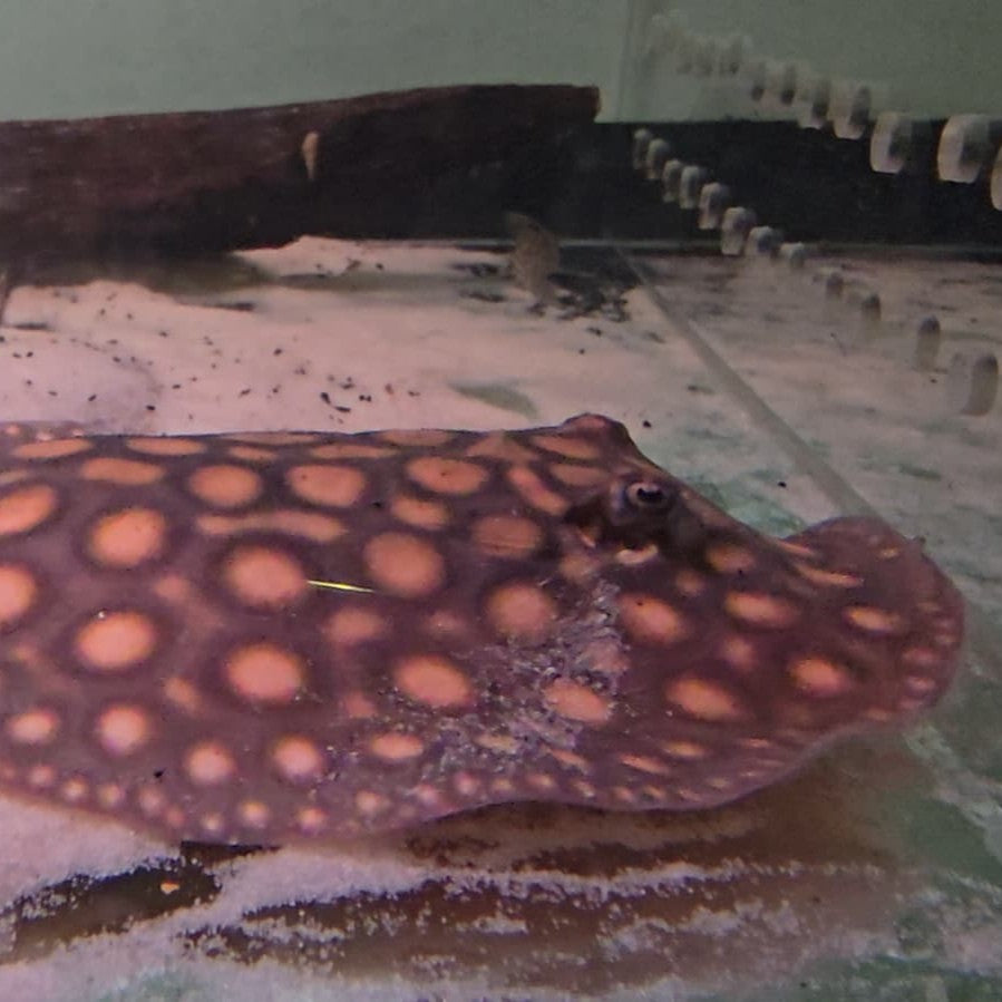 Potamotrygon motoro bred 12/15cm - PAREJA