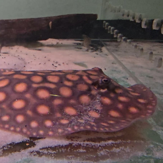 Potamotrygon motoro bred 12/15cm - MACHO