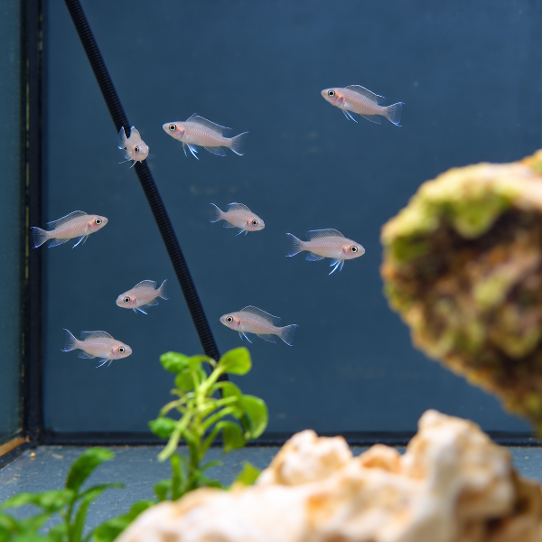 Lamprologus brichardi talla 3-3,5cm
