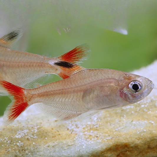 Pristella maxilaris talla md