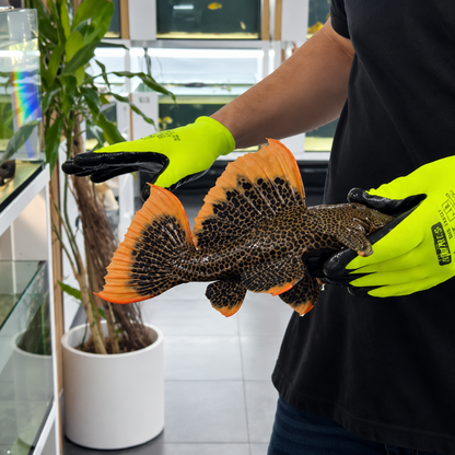 Pseudacanthicus leopardus L600 + 30cm