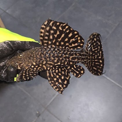 Pseudacanthicus sp. special cactus pleco Altamira talla 19-25cm Hudson Crizanto