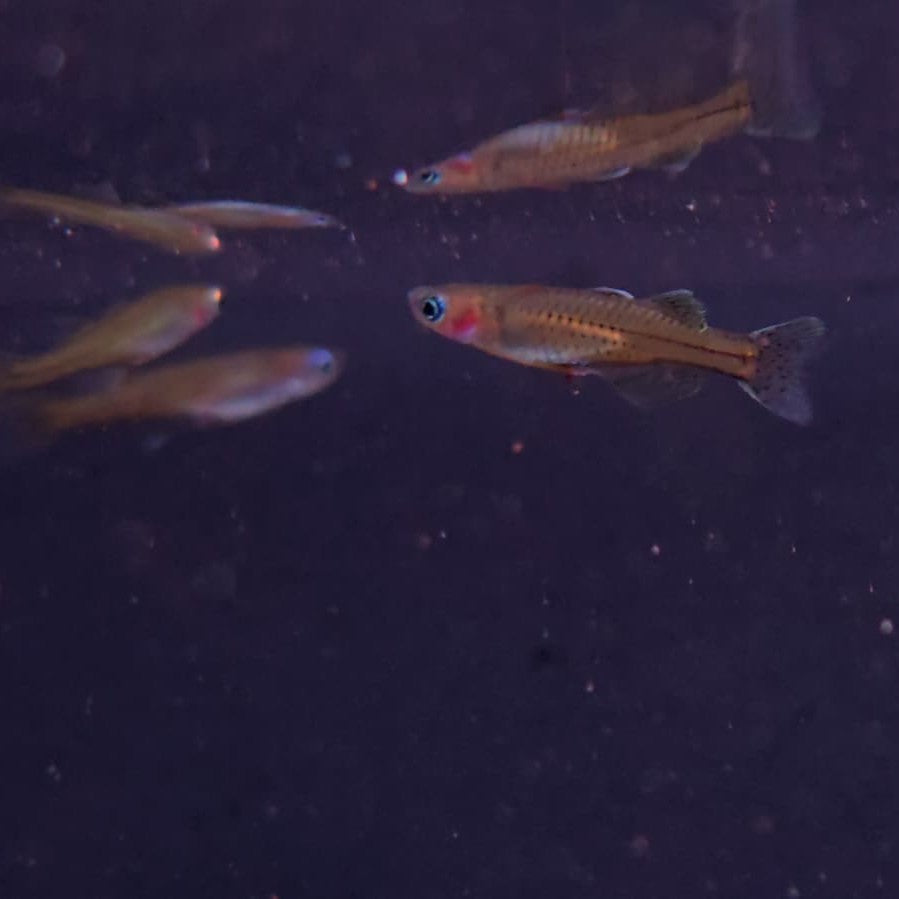 Pseudomugil gertrudae bred md