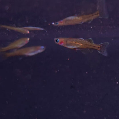 Pseudomugil gertrudae bred md