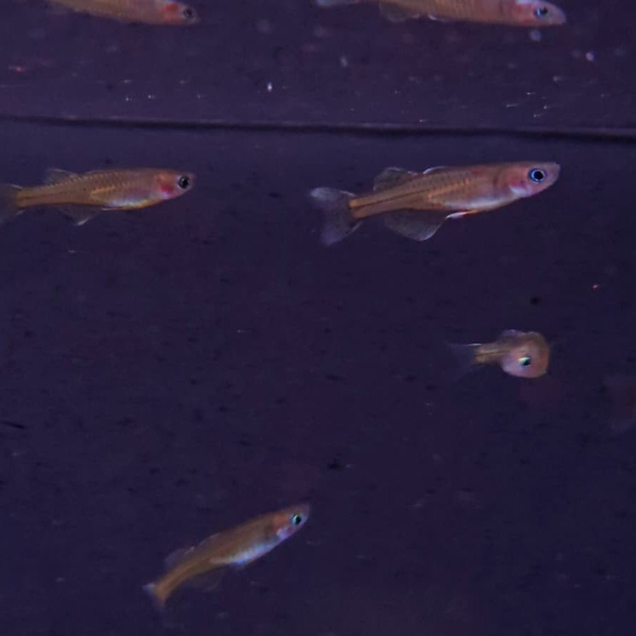 Pseudomugil gertrudae bred md