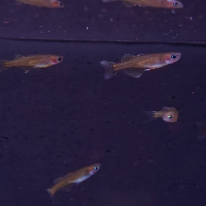 Pseudomugil gertrudae bred md