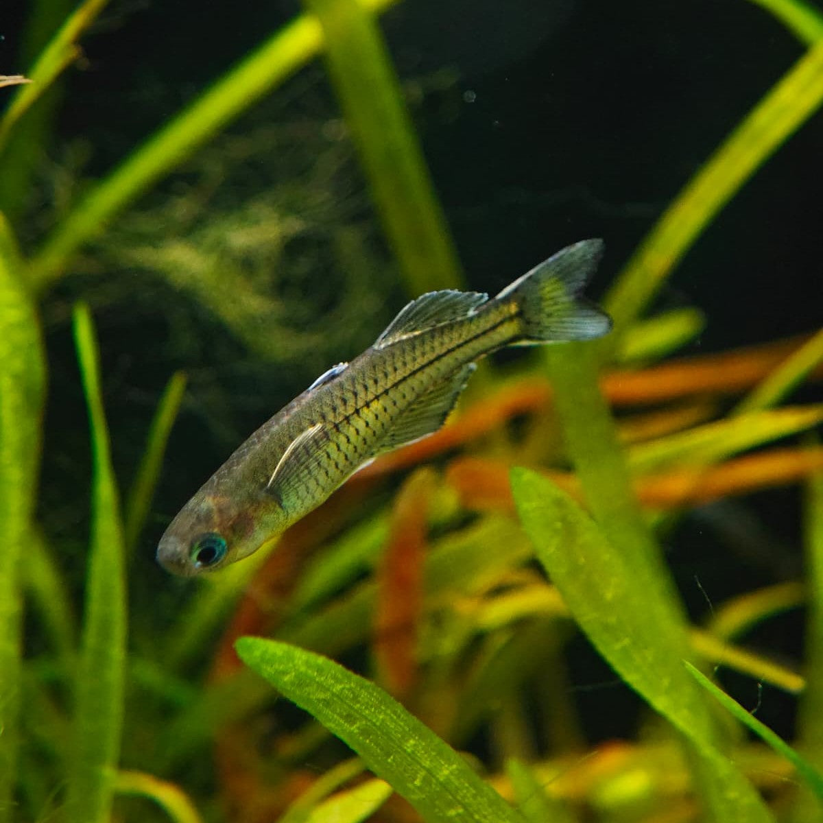 Pseudomugil gertrudae bred md