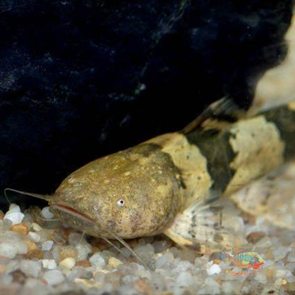 Pseudopimelodus bufonius bred | freshwater fish 