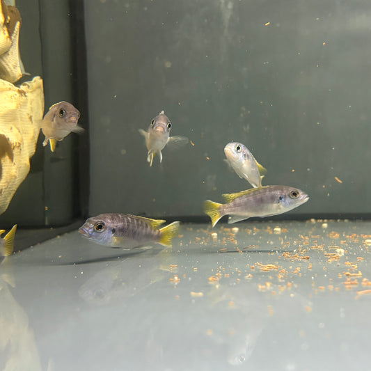 Pseudotropheus acei talla 4-6cm