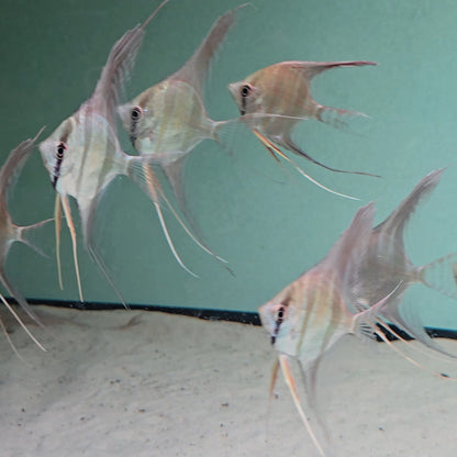 Pterophyllum altum talla 8 cm
