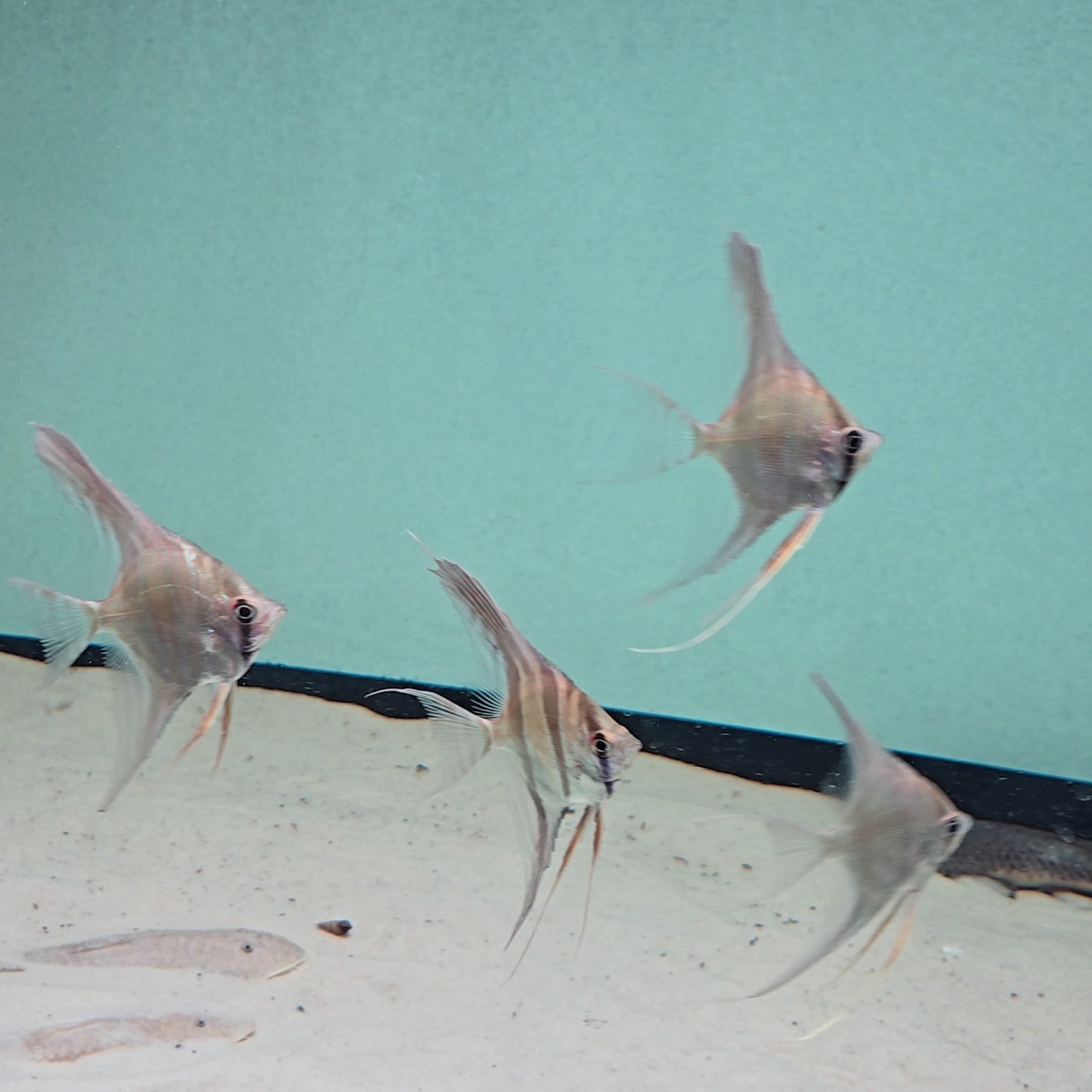 Pterophyllum altum talla 8 cm