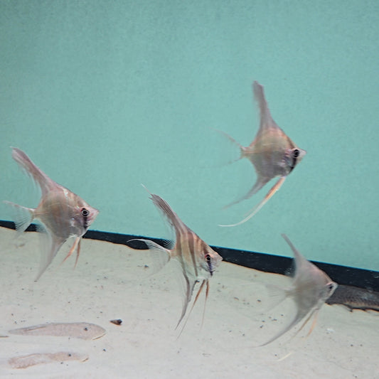 Pterophyllum altum talla 8 cm