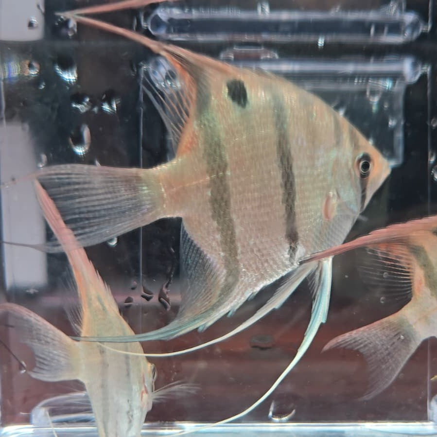 Pterophyllum Leopoldi rio Demini talla 4-5cm