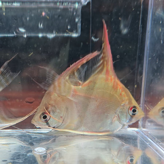 Pterophyllum scalare santa isabel talla 4,5-5cm