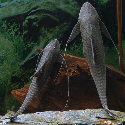 Pterosturisoma microps talla 10-12cm