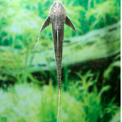 Pterosturisoma microps talla 10-12cm