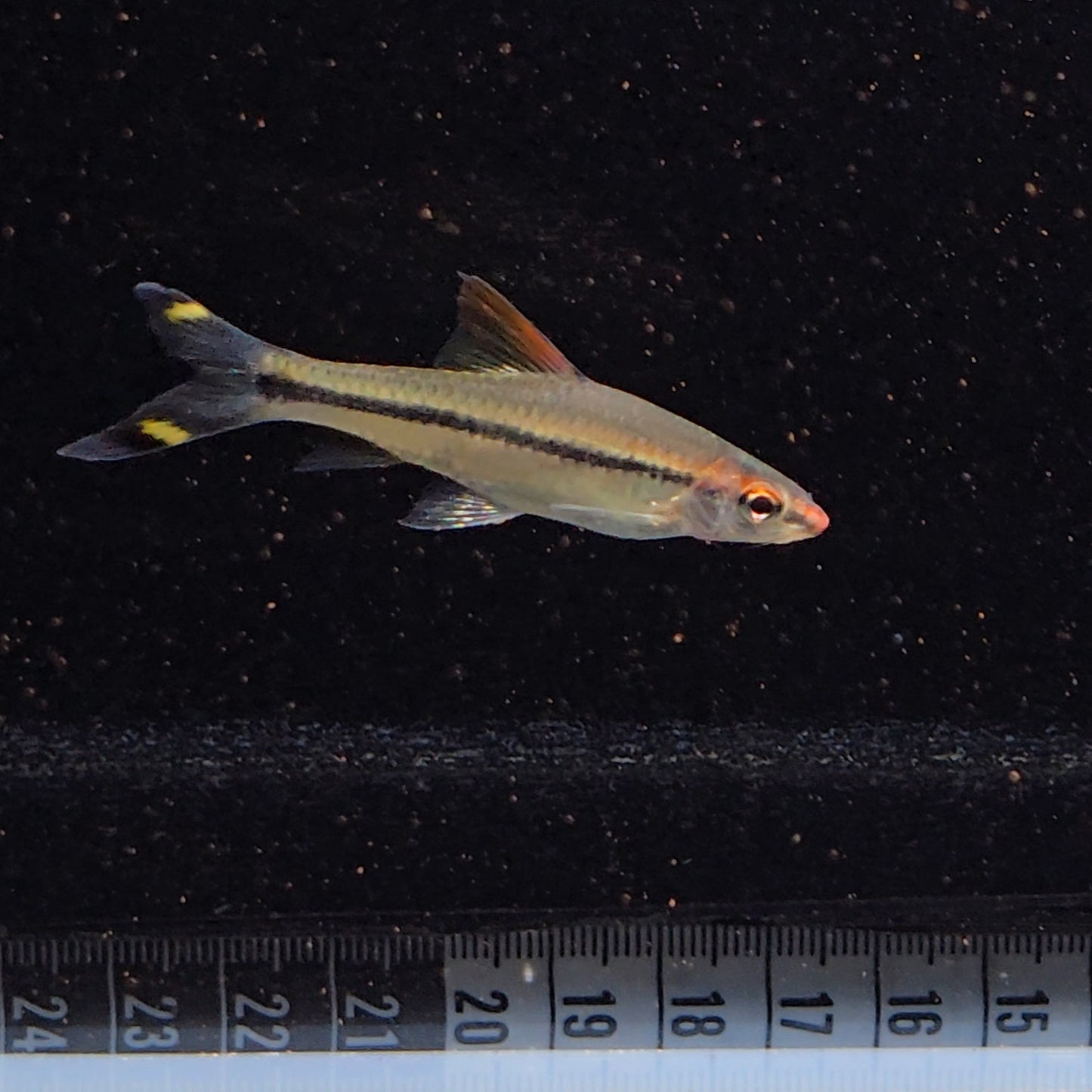 Puntius Denisonii 4-5cm