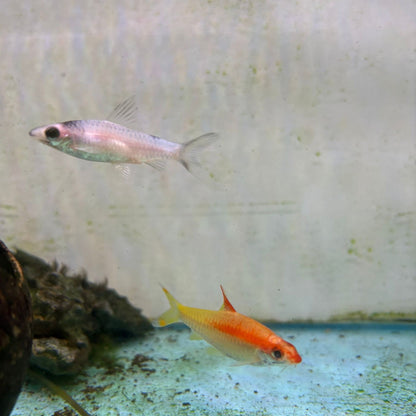 Puntius Denisonii Gold