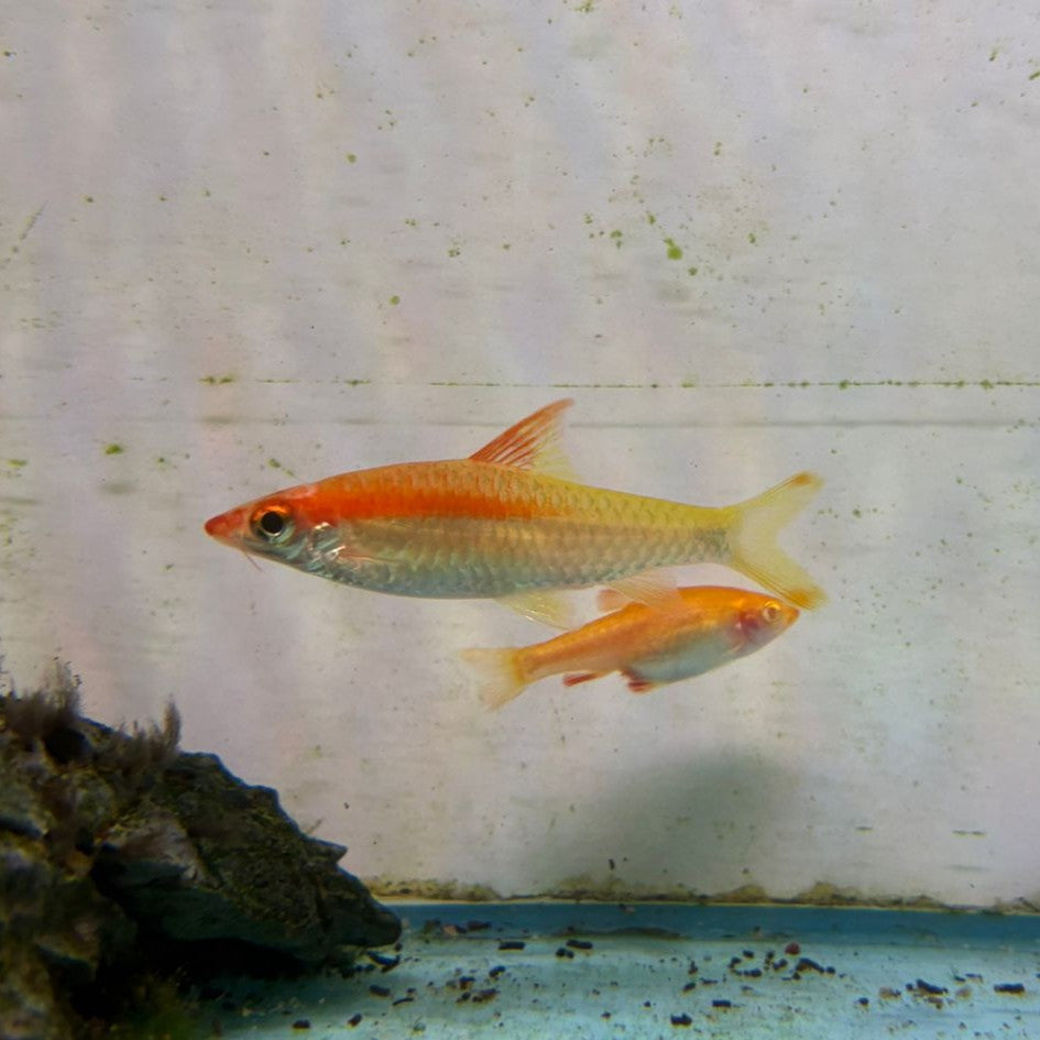 Puntius Denisonii Gold