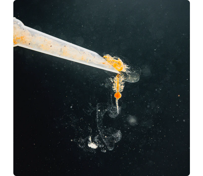 StreamBiz Pure Nature Artemia 100 ml