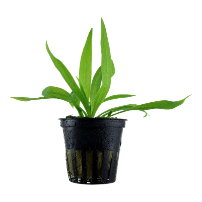 Helanthium bolivianum Quadricostatus