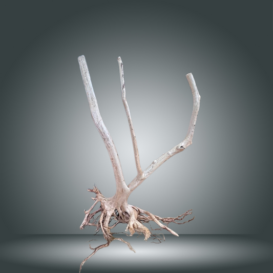 Rainforest 13E - 001 aprox. 90cm