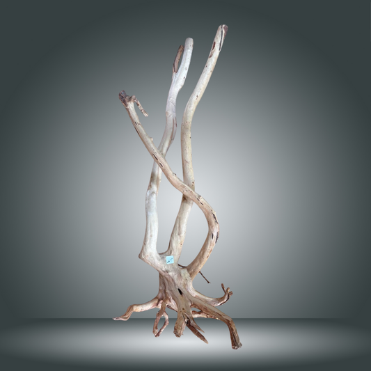 Rainforest 13E - 002 aprox. 90cm