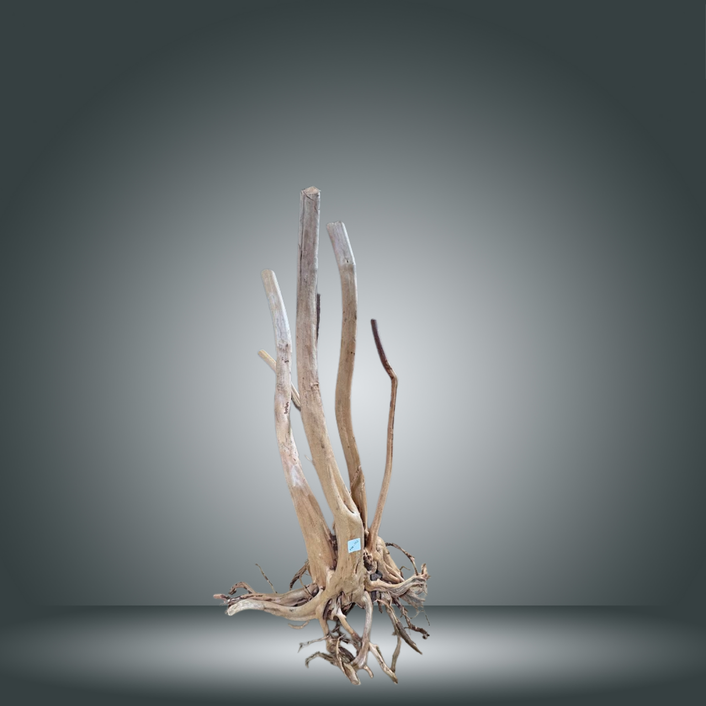 Rainforest 13E - 003 aprox. 90cm