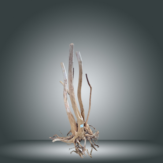 Rainforest 13E - 003 aprox. 90cm