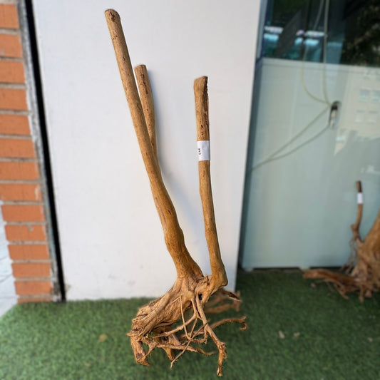 Rainforest 8A-013 | pieza