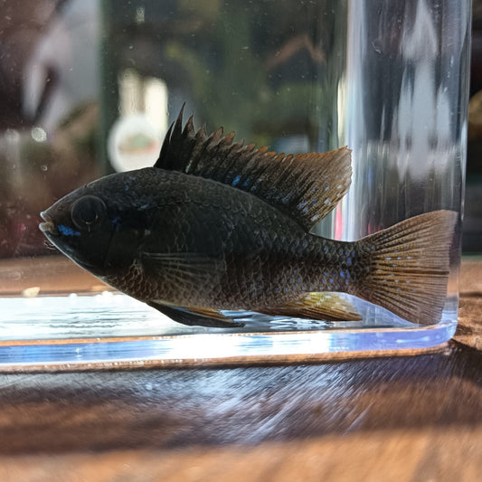 Ramiretzi Black Carbon | peces agua dulce