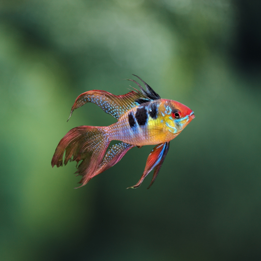 Ramiretzi Velo | peces agua dulce