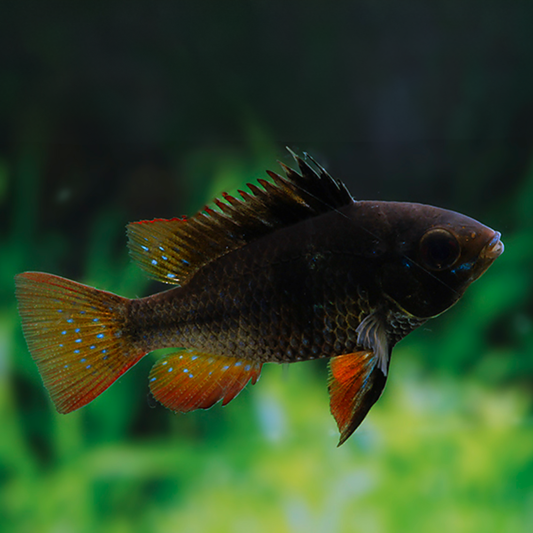 Mikrogeophagus ramirezi black talla XL 4,5/5cm